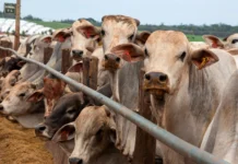 Caso de berne nos EUA coloca pecuaristas em alerta e eleva preços do gado