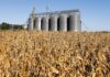 Primeira usina de etanol de trigo do Brasil abre novo mercado para cereais de inverno no Rio Grande do Sul