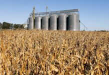 Primeira usina de etanol de trigo do Brasil abre novo mercado para cereais de inverno no Rio Grande do Sul