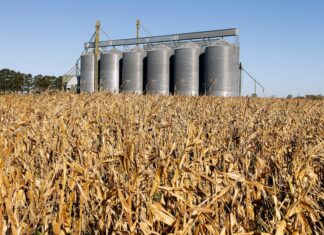 Primeira usina de etanol de trigo do Brasil abre novo mercado para cereais de inverno no Rio Grande do Sul
