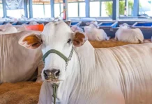 China reconhece território brasileiro como livre da febre aftosa