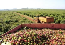 Café adulterado: operação apreende 82 toneladas de produtos irregulares e expõe esquema que ameaça consumidores