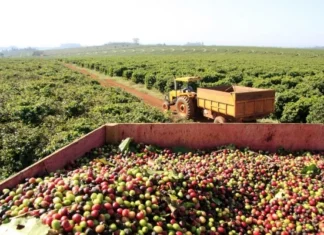 Café adulterado: operação apreende 82 toneladas de produtos irregulares e expõe esquema que ameaça consumidores