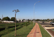 Avenida dos Ipês recebe plantio de 360 mudas da árvore símbolo de MS