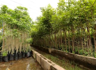 Prefeitura de Dourados incentiva projetos de arborização e recuperação ambiental