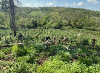 Senad apreende quase 30 toneladas de drogas que seriam enviadas para o Brasil