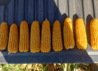 Mato Grosso do Sul produz 16,2 milhões de toneladas de milho na safra 25/26